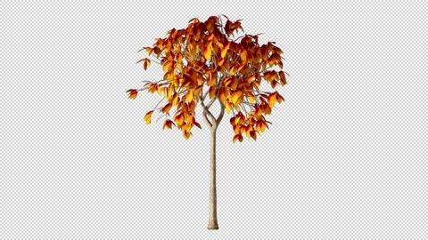 Autumn Tree Grows Alpha Channel Stockbeeldmateriaal 262724830