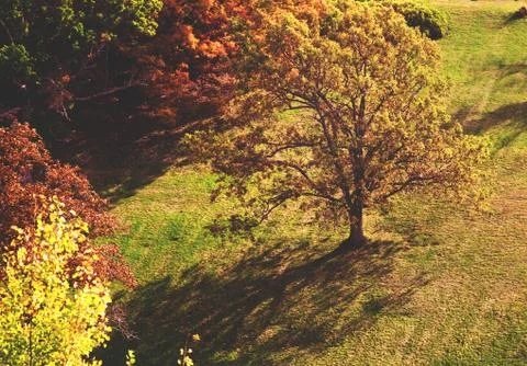 Autumn Tree on Hill Foto stock