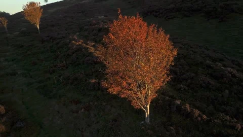 Autumn Tree On Hillside At Sunset Stock Footage 327820918