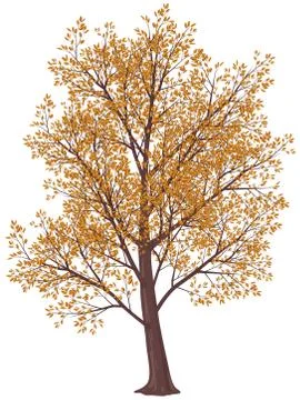 Autumn tree 库存插图