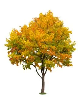 Autumn tree isolated Stock Photos