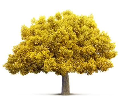 Autumn tree isolated Foto stock