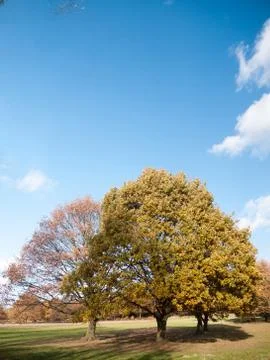 Autumn tree landscape grass empty plain land sky blue Stock Photos