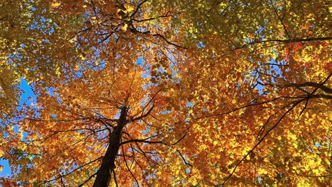 Autumn Tree Leaf Colors Stock Footage 289152743