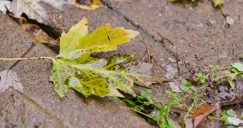 Autumn Tree Leaf on Street During Rain Storm Vídeo Stock 119046609