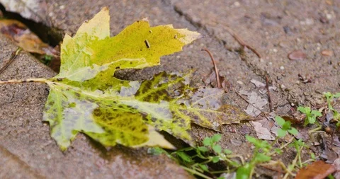 Autumn Tree Leaf on Street During Rain Storm Vídeo Stock 119046645