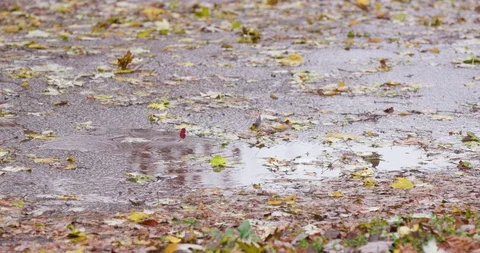 Autumn Tree Leaf on Street During Rain Storm Vídeo Stock 119046763