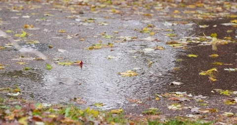 Autumn Tree Leaf on Street During Rain Storm Stock Footage 119046804