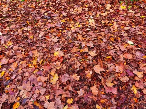 Autumn tree leafs full frame arrangement background Stock Photos