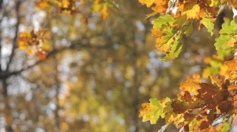Autumn Tree Leaves 2 Slow Pan Stock Footage 31900117