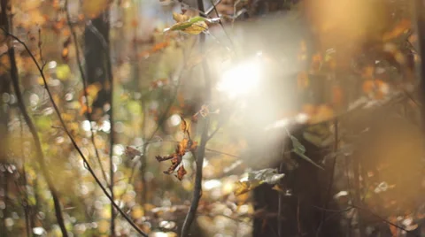 Autumn Tree Leaves 4 Stock Footage 31898494