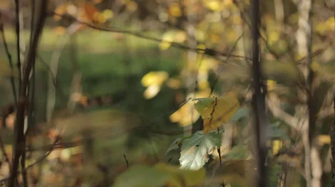 Autumn Tree Leaves 5 Slow Pan Stock Footage 31899847