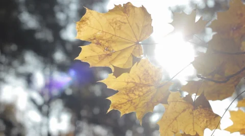 Autumn Tree Leaves 6 Slow Pan Video stock 31899083