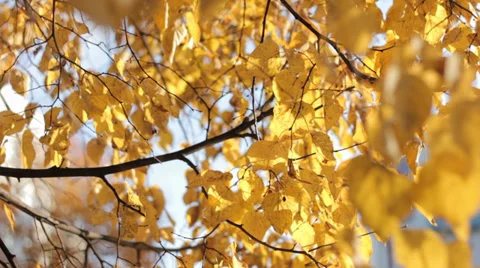 Autumn Tree Leaves 7 Stock Footage 31898592