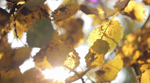 Autumn Tree Leaves 9 Stock Footage 31898319