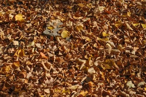 Autumn tree leaves background Stock Photos