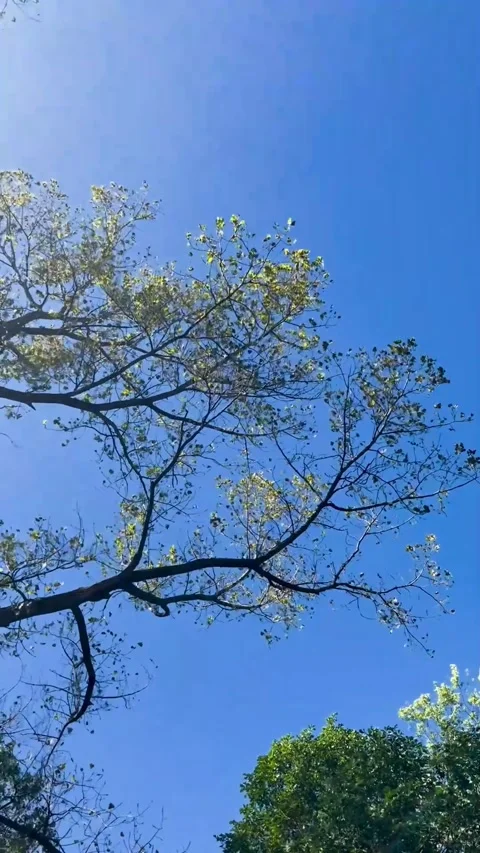 Autumn Tree Leaves Blowing in Wind Against Blue Sky Upward View Stock Footage 306507068