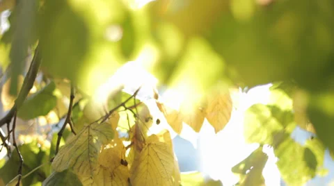 Autumn Tree Leaves Crane Down Stock Footage 31898953