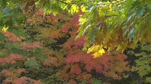 Autumn - tree - leaves - falling- wind 004 Stock Footage