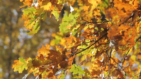 Autumn Tree Leaves Video stock 31900523