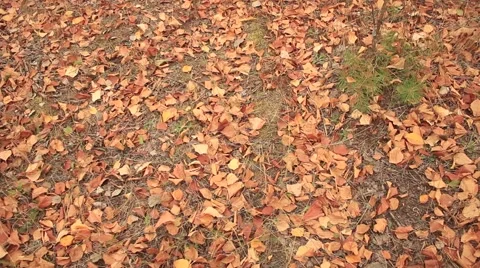 Autumn tree leaves Video stock 55373357
