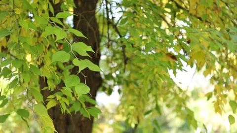Autumn. Tree with leaves. Stock Footage 102396773