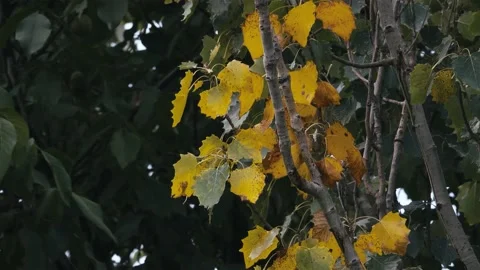 Autumn tree leaves Video stock 238397490