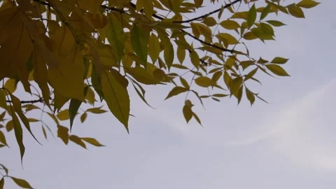 Autumn tree leaves Stock Footage 317506866
