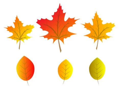 Autumn tree leaves Stock Illustration
