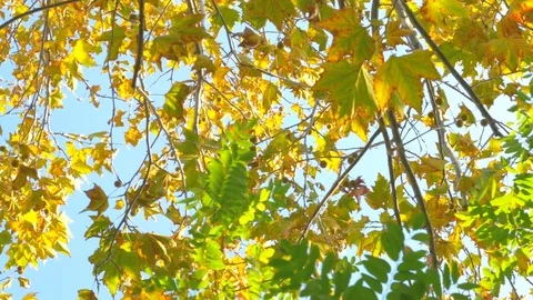 Autumn tree leaves  - low angle shot camera pan with dolly 4k Video stock 81911243