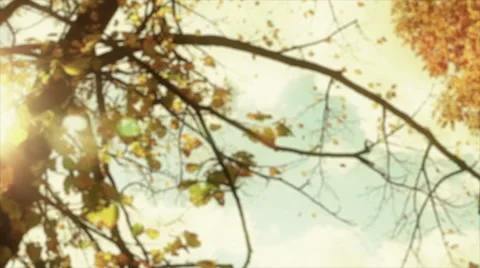 Autumn tree Leaves,at magic hour Stock-Footage 48460744