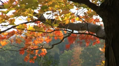 Autumn - tree - leaves - more wind 009 Stock Footage 12611077