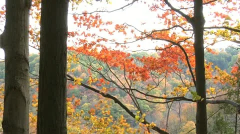 Autumn - tree - leaves - more wind 005 Stock Footage 12611092