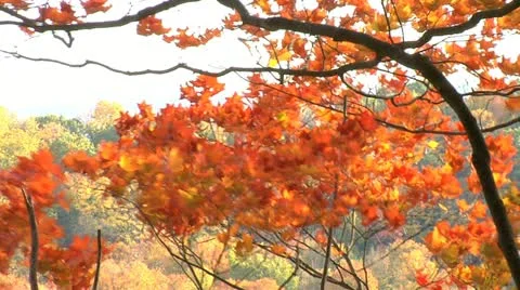 Autumn - tree - leaves - more wind 007 Stock Footage 12611096