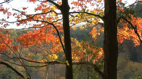 Autumn - tree - leaves - more wind 008 Stock Footage 12611234