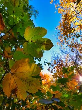 Autumn tree leaves Stock Photos