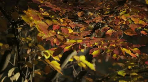 Autumn Tree Leaves Softly Blowing in the Wind Video stock 12732780