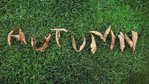 Autumn tree leaves text Stock Footage 94320616