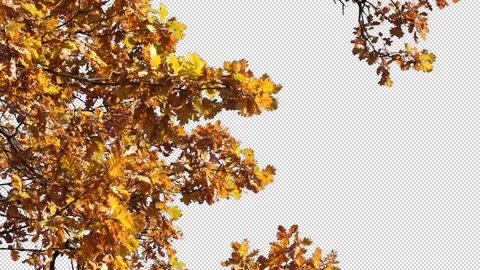 Autumn tree leaves with transparent background Stock Footage 164798238