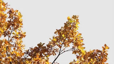Autumn tree leaves with transparent background Stock Footage 164798799