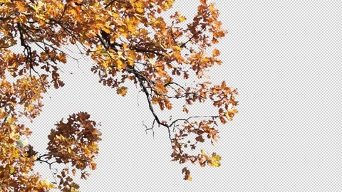 Autumn tree leaves with transparent background Stock Footage 164799022