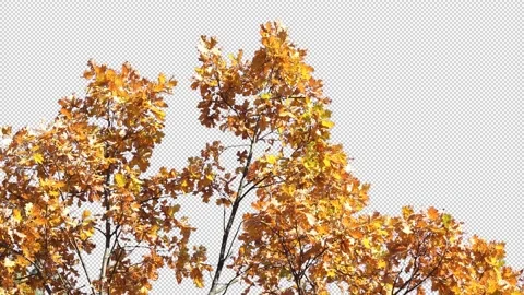 Autumn tree leaves with transparent background Stock Footage 164799345