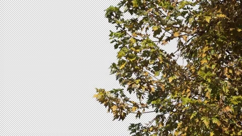 Autumn tree leaves with transparent background Stock Footage 164799526