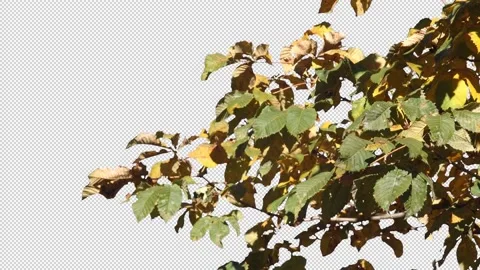 Autumn tree leaves with transparent background Stock Footage 164799990