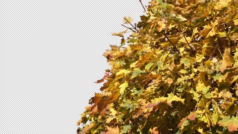 Autumn tree leaves with transparent background Stock Footage 164800543