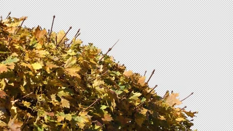 Autumn tree leaves with transparent background Stock Footage 164800719