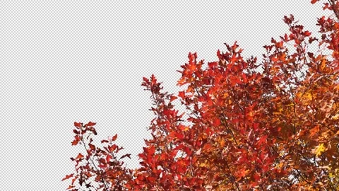 Autumn tree leaves with transparent background Stock Footage 164800905