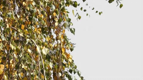 Autumn tree leaves with transparent background Stock Footage 164801672