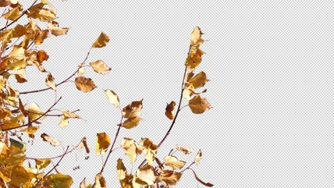 Autumn tree leaves with transparent background Stock Footage 164802286