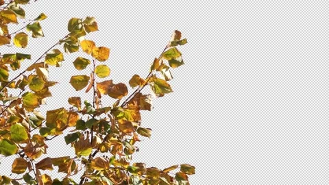 Autumn tree leaves with transparent background Stock Footage 164803039